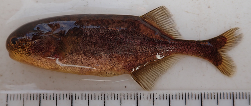 Marianne's elephantfish (Pollimyrus marianne) — Mormyridae — 2
