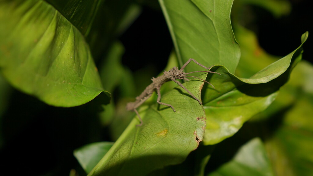 Money Plant Stick Insect in July 2025 by Rui Quan. MY FIRST STICK ...