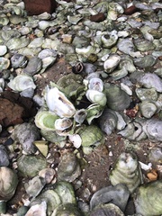 Crassostrea virginica