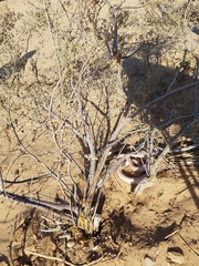 Masticophis flagellum piceus