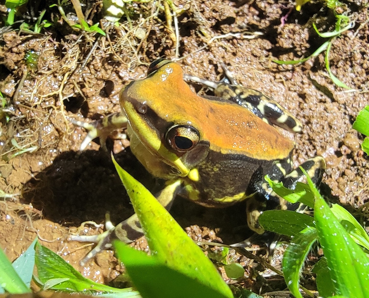 Wide-Range Fungoid Frog