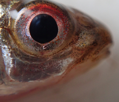 Enteromius fasciolatus