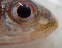 Enteromius fasciolatus