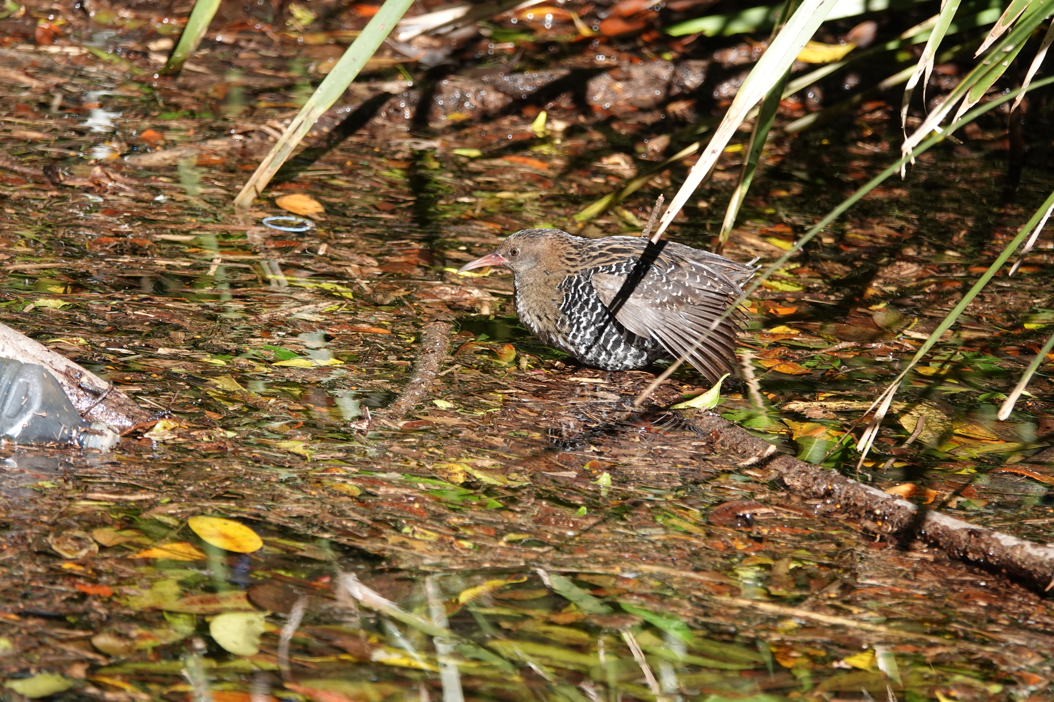 Lewin's Rail (Lewinia pectoralis), photo 5