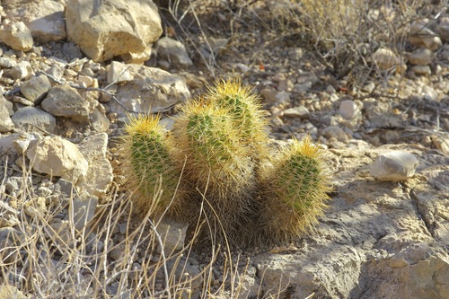 Echinocereus coccineus