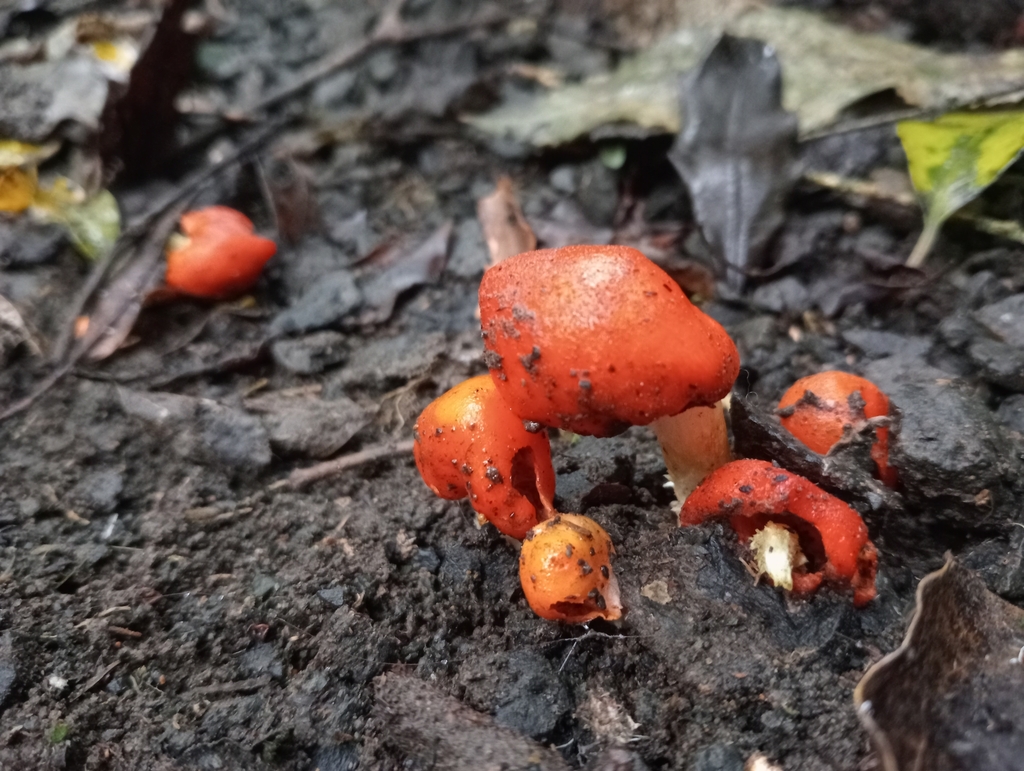 Leratiomyces erythrocephalus · July 2025 · photo: © john_barkla (iNaturalist, cc0)