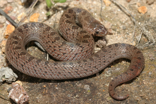 Largenose Earth Snake