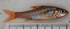 Enteromius fasciolatus