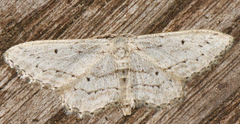 Idaea calunetaria