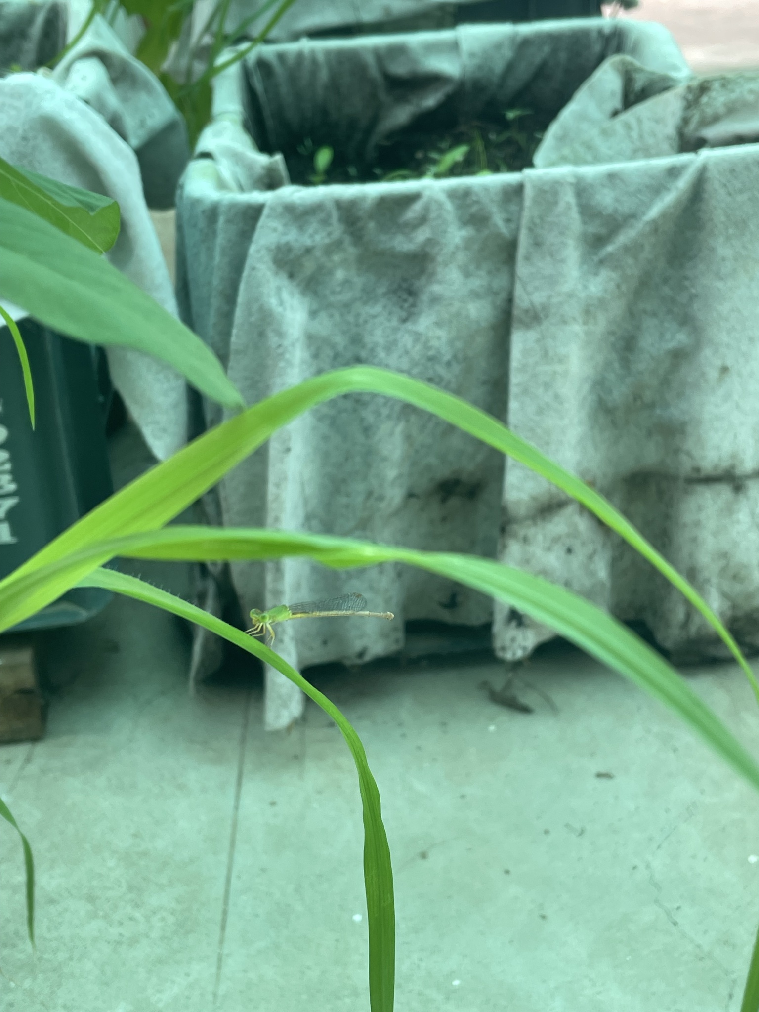 Coromandel Marsh Dart