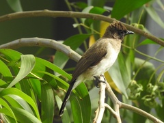 Pycnonotus barbatus