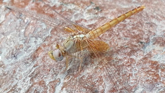 Crocothemis sanguinolenta