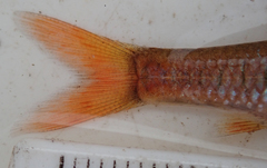 Enteromius fasciolatus