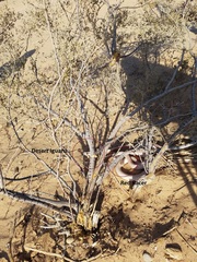 Masticophis flagellum piceus