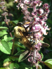 Xylocopa virginica texana
