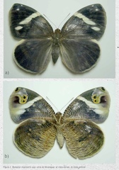 Dynastor macrosiris strix