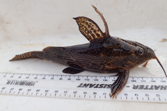 Synodontis thamalakanensis