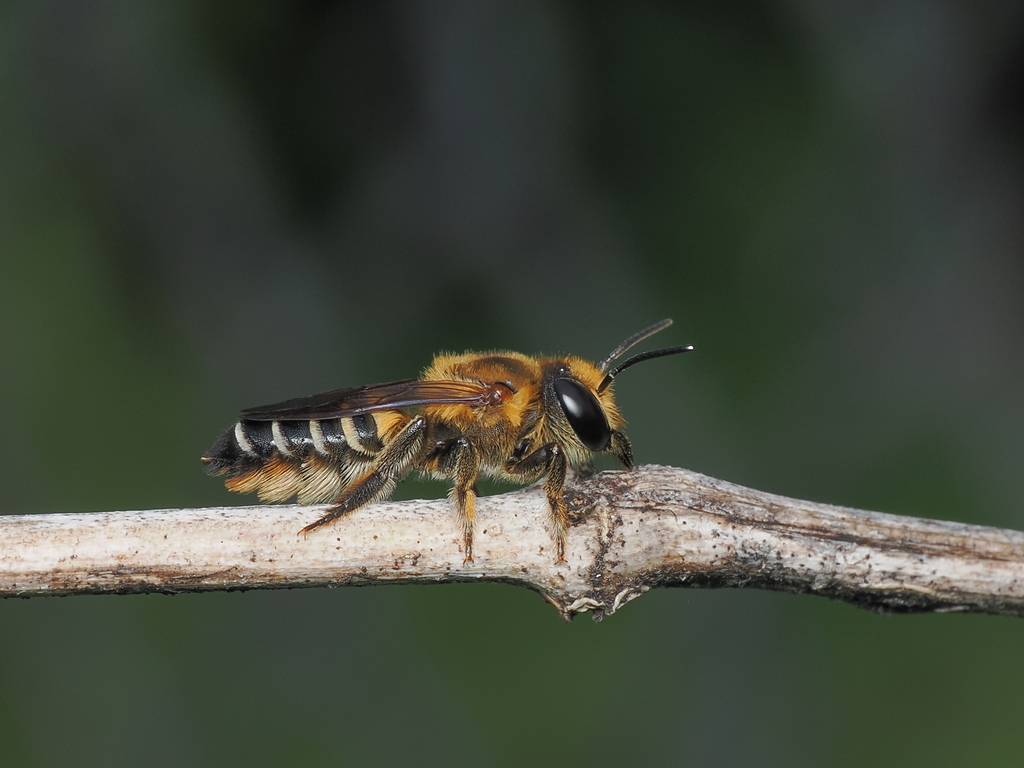 Broad-headed Leafcutter Bee