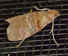 Pococera militella