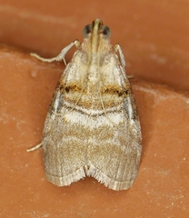 Pococera militella
