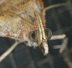 Pococera militella