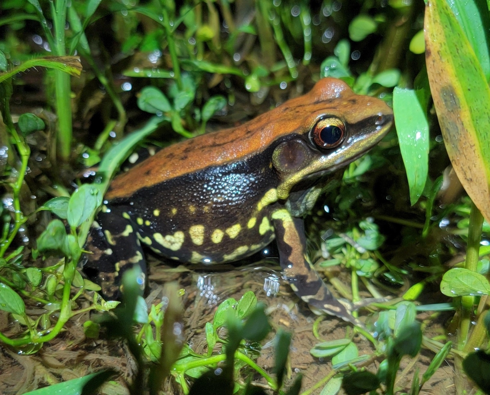 Wide-Range Fungoid Frog