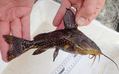 Synodontis thamalakanensis