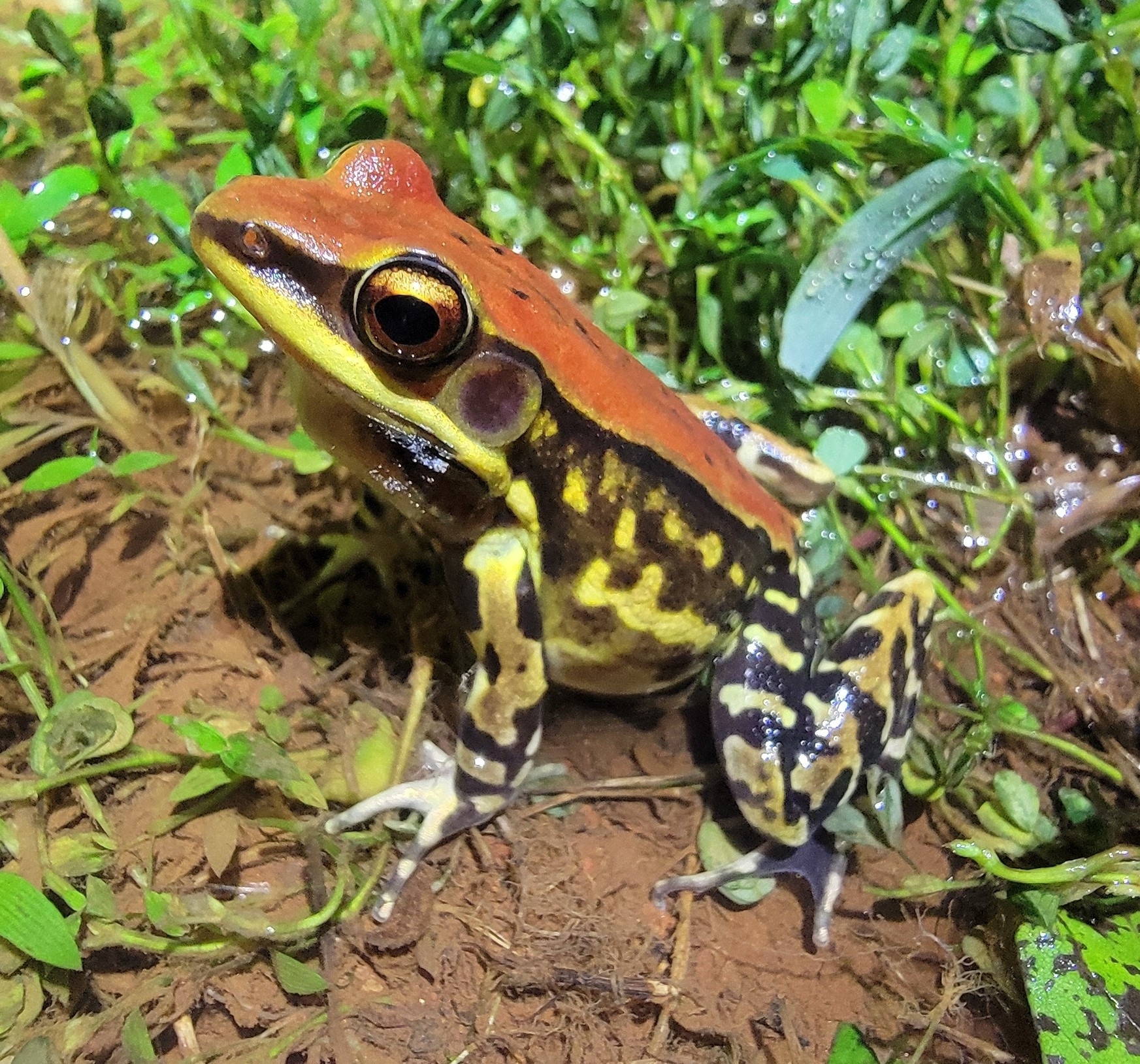 Wide-Range Fungoid Frog