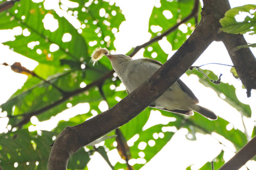 Chivi Vireo (Vireo chivi), photo 10