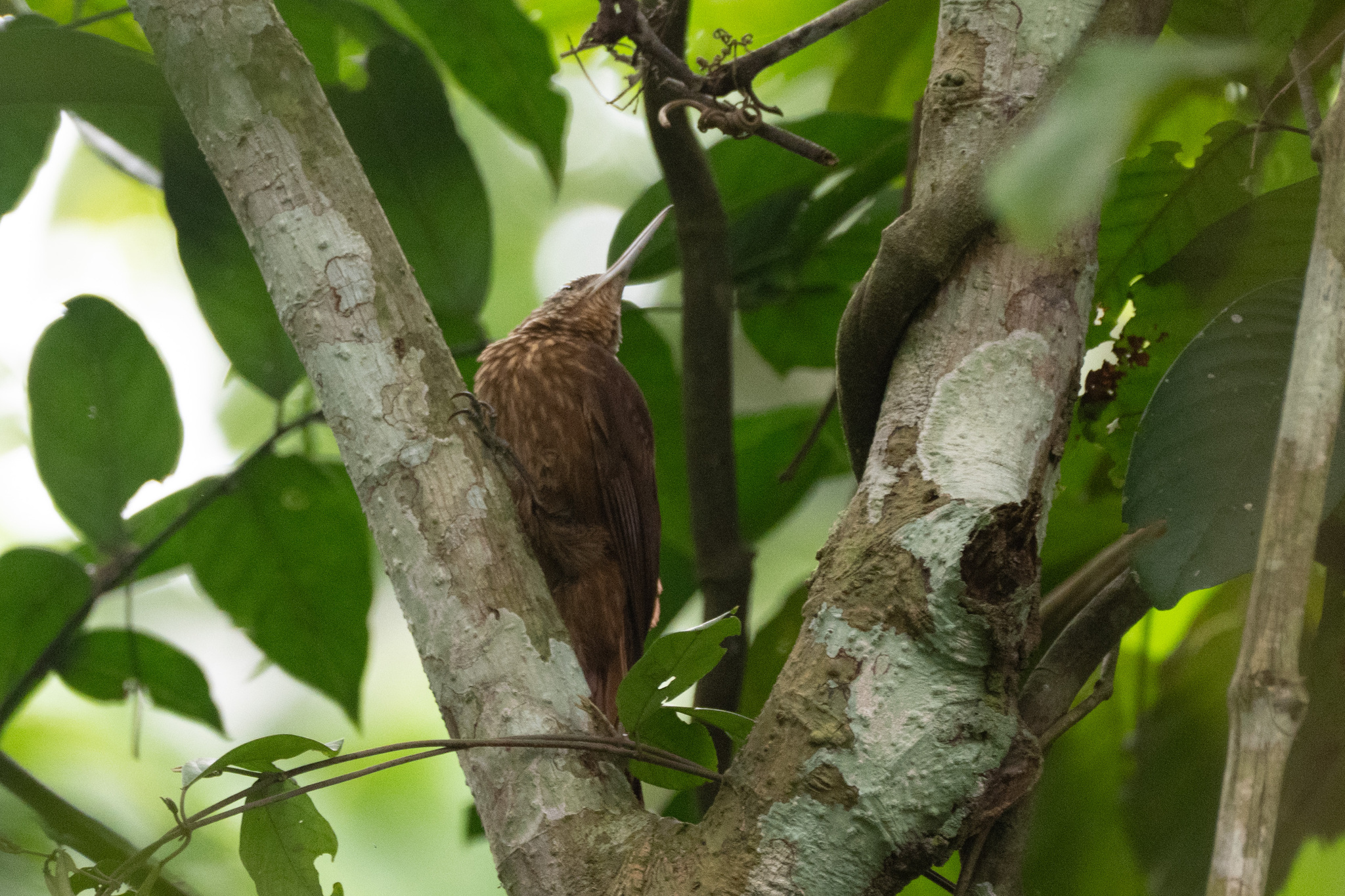 Buff-throated Woodcreeper (Xiphorhynchus guttatus), photo 5