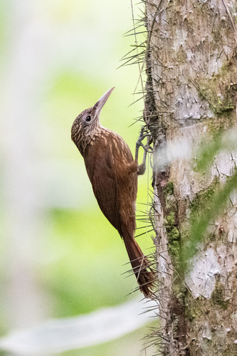 Buff-throated Woodcreeper