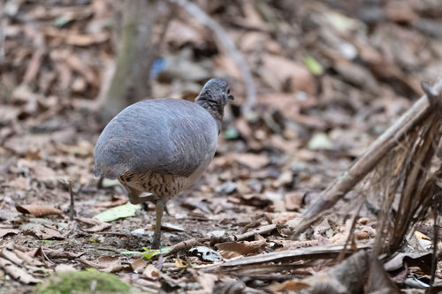Undulated Tinamou (Crypturellus undulatus), photo 5