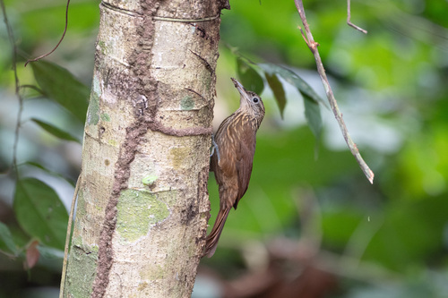 Buff-throated Woodcreeper (Xiphorhynchus guttatus), photo 4