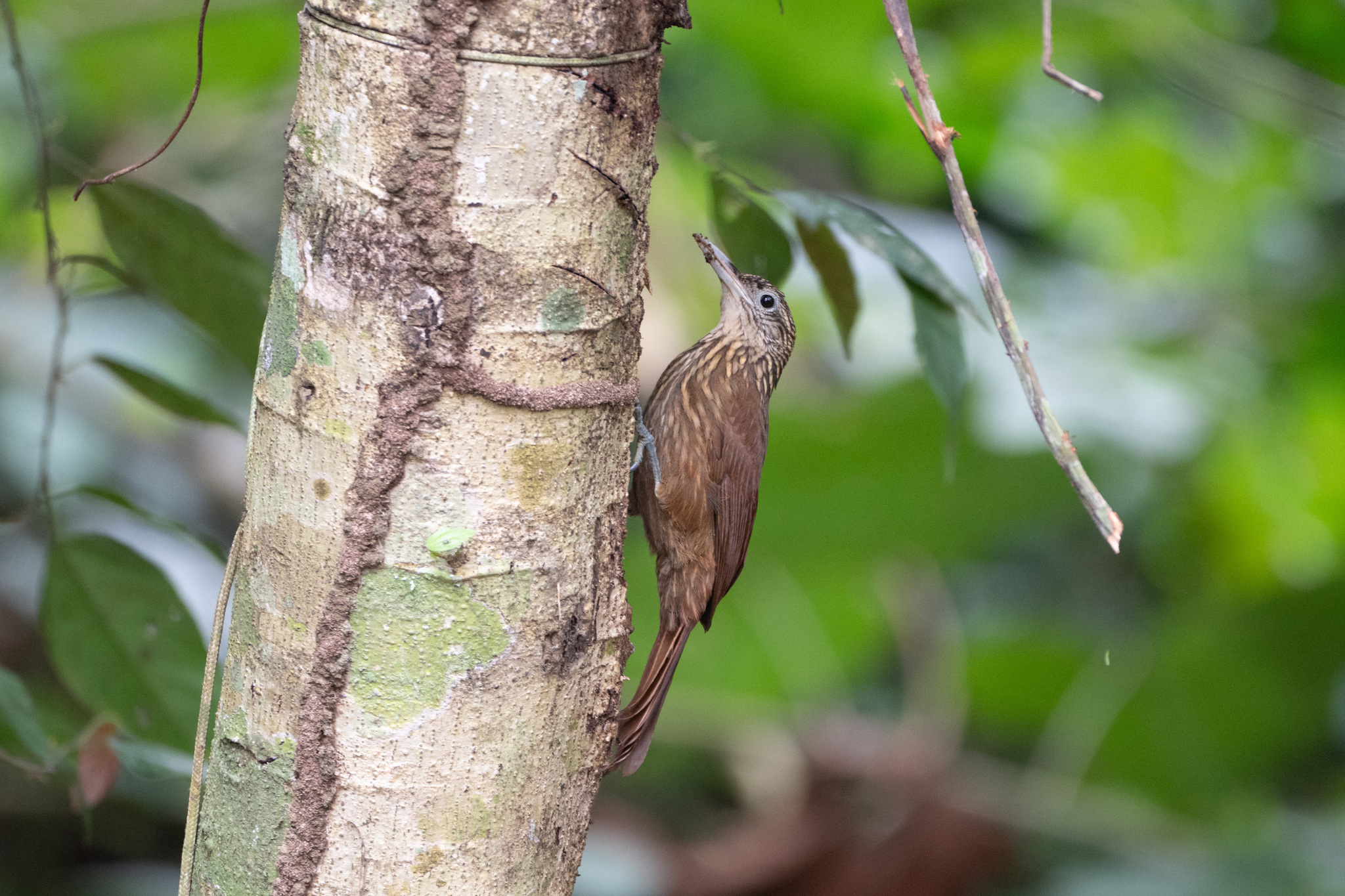 Buff-throated Woodcreeper (Xiphorhynchus guttatus), photo 4