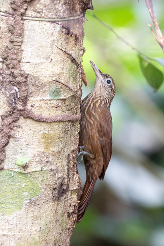 Buff-throated Woodcreeper (Xiphorhynchus guttatus), photo 3
