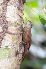 Buff-Throated Woodcreeper photo 2