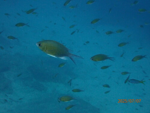 Chromis cinerascens observed 2025-07-07