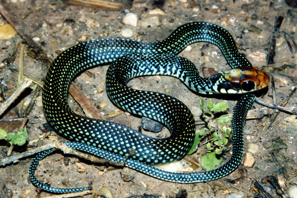 Blue Racer (Reptiles of Ohio) · iNaturalist