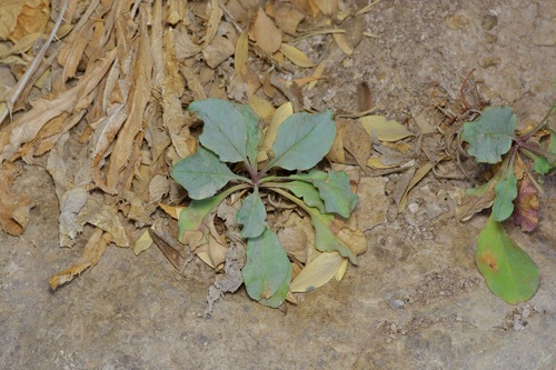 Penstemon alamosensis, photograph 4