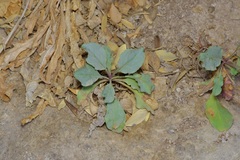 Penstemon alamosensis, photograph (c) Michelle W. （鍾偉瑋）, some rights reserved (CC BY)