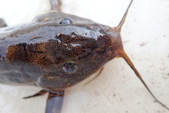 Synodontis thamalakanensis