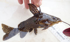 Synodontis thamalakanensis
