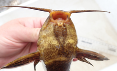 Synodontis thamalakanensis