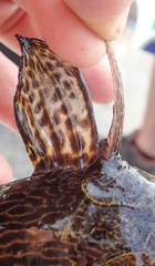 Synodontis thamalakanensis