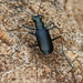 Cicindela politula - Photo (c) Diana-Terry Hibbitts, μερικά δικαιώματα διατηρούνται (CC BY-NC), uploaded by Diana-Terry Hibbitts