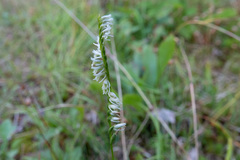 Spiranthes lacera lacera
