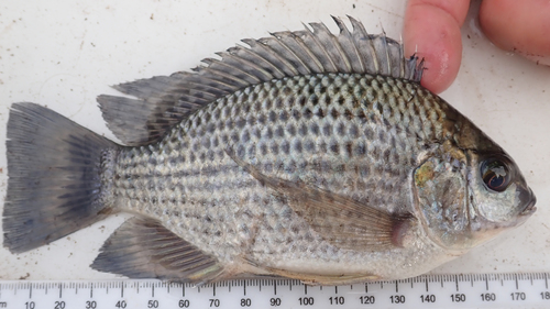 Longfin tilapia (Oreochromis macrochir) — Cichlidae — 5