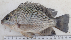 Oreochromis macrochir