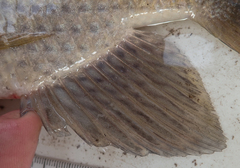 Oreochromis macrochir