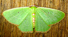 Nemoria lixaria